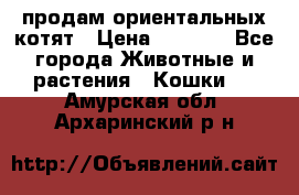 продам ориентальных котят › Цена ­ 5 000 - Все города Животные и растения » Кошки   . Амурская обл.,Архаринский р-н